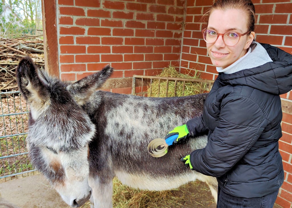 Die Aufgaben eines Tierpflegers sind vielfältig. Nach der Säuberung der Ställe und der Fütterung aller Tiere steht nun die Fellpflege bei Esel „Momo“ an.