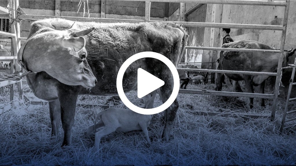 Lediglich einen kurzen skeptischen Blick widmet Emma-Jaqueline der Tatsache, dass es sich um ein Lamm und nicht um ein Kalb handelt, das  an ihrem Euter trinken möchte.  Seit mehreren Wochen schon versorgt die Jersey-Kuh in Pratau das artfremde Tier.