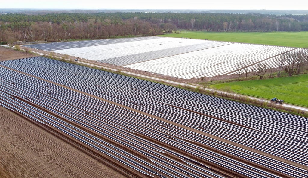 Perspektivisch sollen bei der Schönberger Gemüsehof GmbH immer um die zehn Hektar Spargel als Ertragsanlagen unterhalten werden – die Junganlagen nicht mitgezählt. Die unterschiedliche Folienabdeckung hilft, das Klima im Damm zu steuern und so eine konstante Erntemenge in der Saison zu sichern.