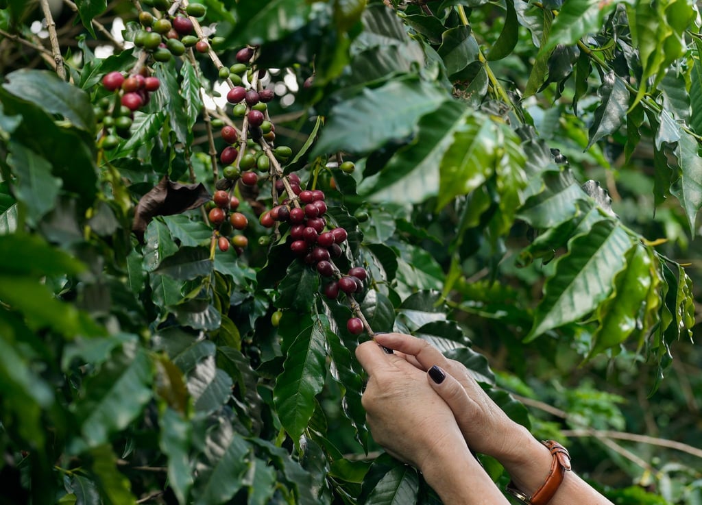 Kaffeebeeren werden auf der Plantage des Biologischen Instituts geerntet.