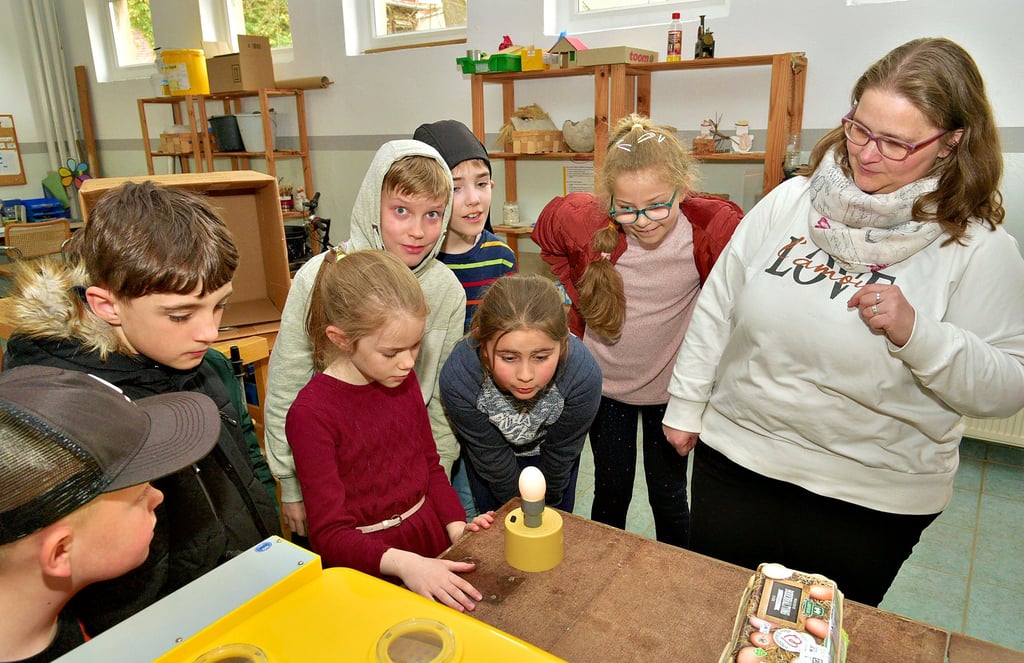 Schüler der Plötzkauer Grundschule Mutig schauen gemeinsam mit Martina Zabel mit Hilfe einer speziellen Schierlampe nach, ob es sich um befruchtete oder unbefruchtete Eier handelt. „Kükchen-Kino“ sagt Martina Zabel dazu.