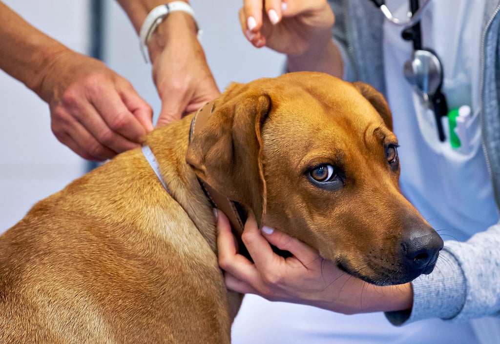 Wird eine akute Hundemalaria-Erkrankung nicht behandelt, kann diese zur Blutarmut führen, an der der Hund stirbt. Auch in Schönebeck und Staßfurt gab es bereits Fälle der von Zecken übertragenen Krankheit.