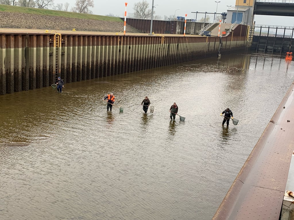 Ungewöhnlicher Einsatz für den Magdeburger Anglerverein am Sonntag (16. April 2023): Sie fischten die weitgehend abgelassene Kammer der Niedrigwasserschleuse Magdeburg an der Steinkopfinsel ab.