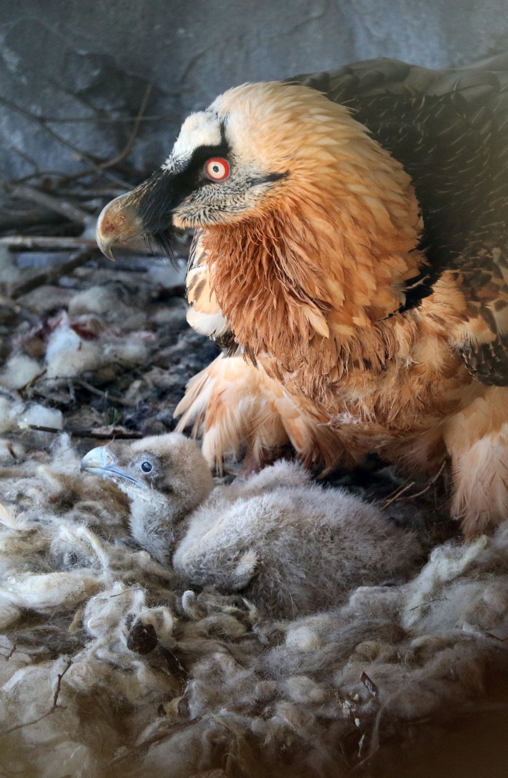 Im Alpenzoo in Innsbruck liegt ein Bartgeierküken in einem Nest. Zwei im Februar in Österreich geborene Junggeier sollen im Mai im bayerischen Nationalpark Berchtesgaden ausgewildert werden.