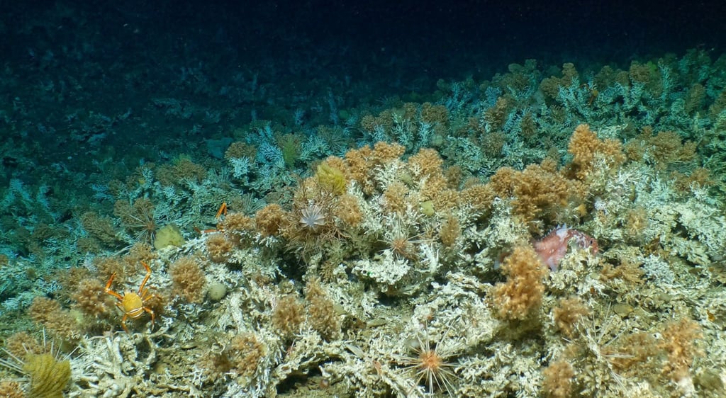 Das neu entdeckte, weitgehend unberührte Korallenriff vor Galápagos-Inseln.