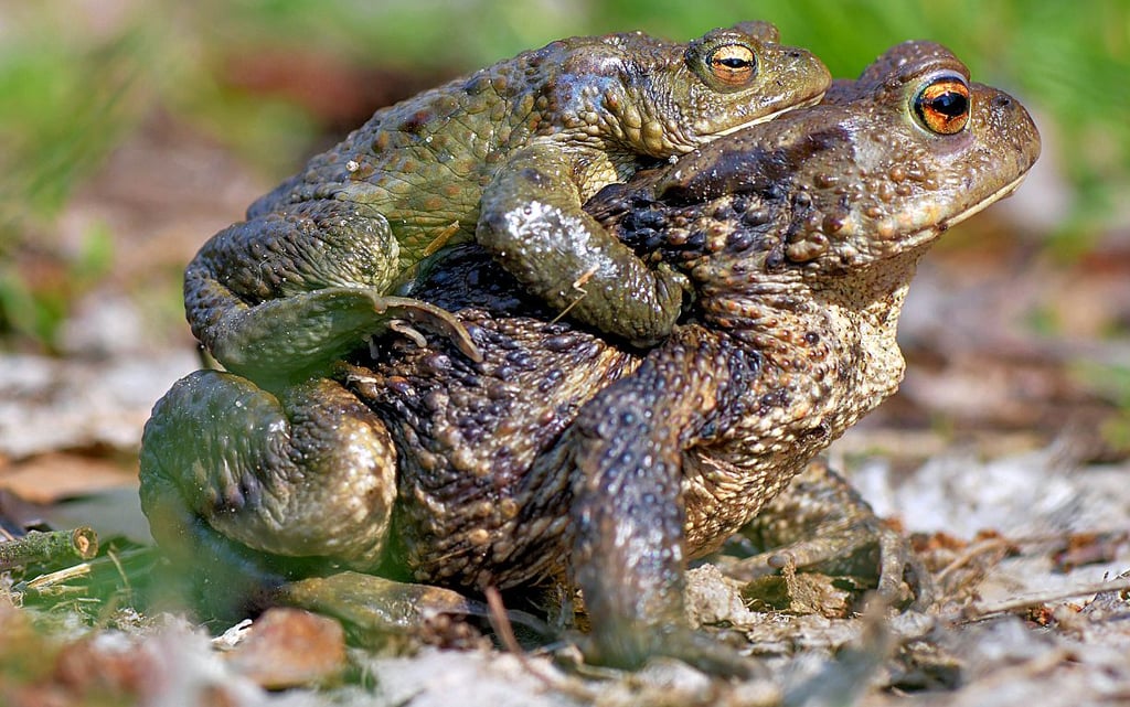 Ein Erdkrötenpaar krabbelt über den Waldboden.