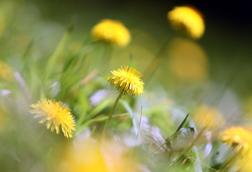 Löwenzahn wird als Unkraut oft aus dem Garten verbannt - zu Unrecht, wie in Lindau zu erfahren war.