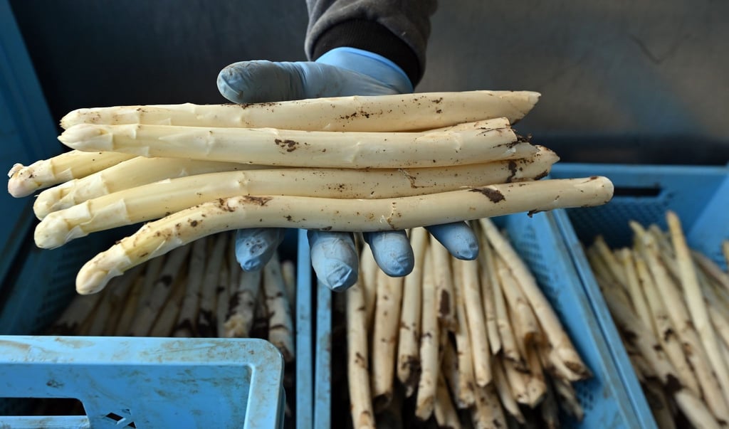 Thüringer Spargel wird auf dem Spargelhof Kutzleben von Erntehelfern zur Verarbeitung entladen.