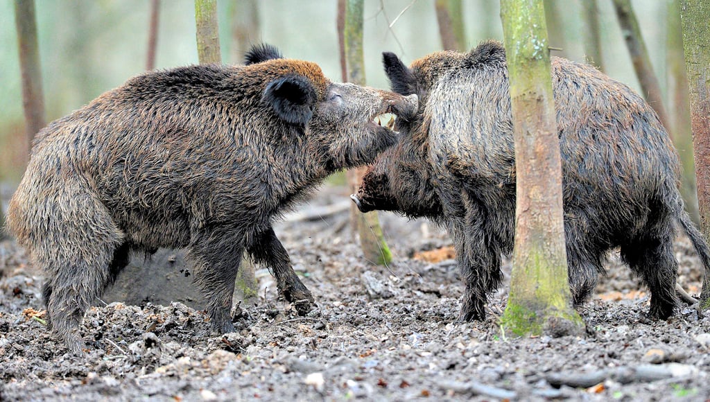 Rotten von Wildschweinen suchen seit längerem Gebiete von Bitterfeld heim. Hier sollen andere Maßnahmen greifen als in den Stadtrandgebieten.