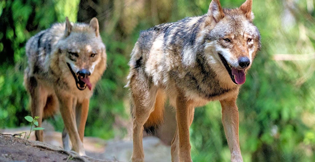 Im Bereich zwischen Tucheim und Ziesar (Brandenburg) kommt es seit Wochen vermehrt zu Wolfsübergriffen. Das beunruhigt nicht nur Hobbytierhalter, sondern auch Einwohner in den beiden Bundesländern.