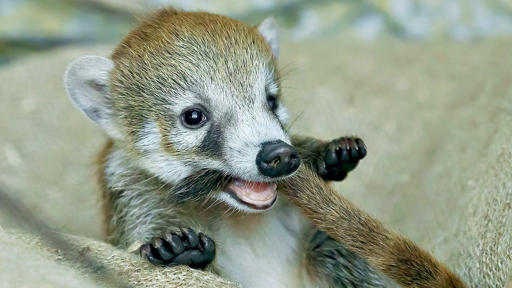 Total niedlich, nur leider nicht in Wernigerodes Minizoo  anzutreffen: Nachwuchs bei den Weißrüssel-Nasenbären.