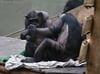 Die Schimpansen im Zoo Magdeburg haben Probleme mit dem Fell.