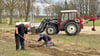 Die Gemeindearbeiter haben an den vergangenen Tagen 140 Bäume und jede Menge Büsche in Rochau eingepflanzt. 