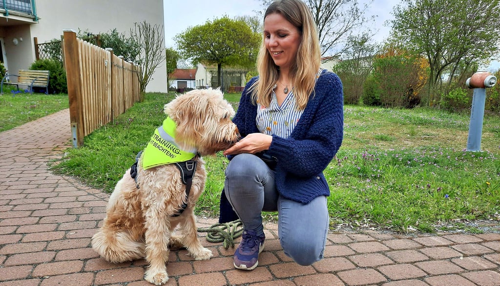 Der Golden Pudel Holly wird von Tina Kratzius von der Borghardtstiftung in Stendal zum Therapie- und Schulhund ausgebildet.