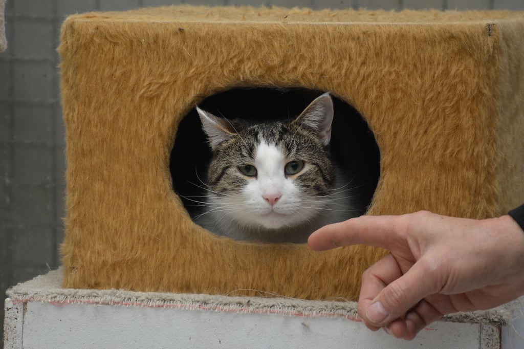 Seit ein paar Tagen können sich die Katzen im Wolmirstedter Tierheim über ein neues und ganz besonderes Dach freuen.