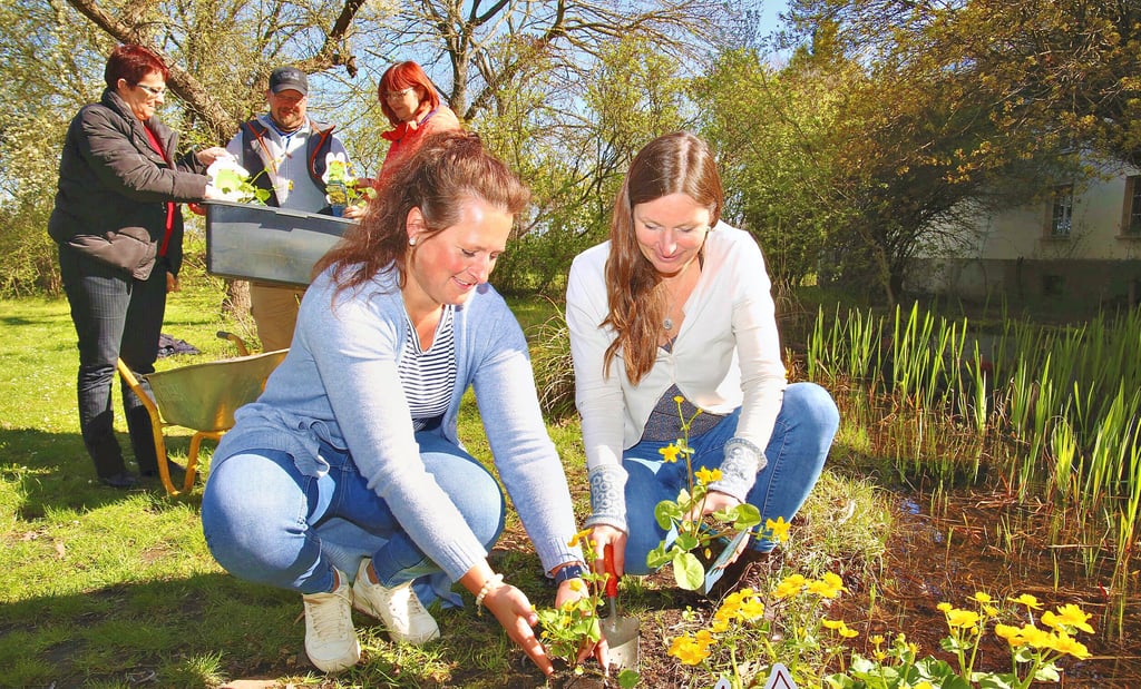 Cordula Knösel (vorn von links) und Mandy Werner pflanzen Sumpfdotterblumen an einem Teich in der Ökostation Neugattersleben. Susan Falke (hinten von links), Sven Hohle und Ronny Holzhauer reichen ihnen die Pflanzen zu.