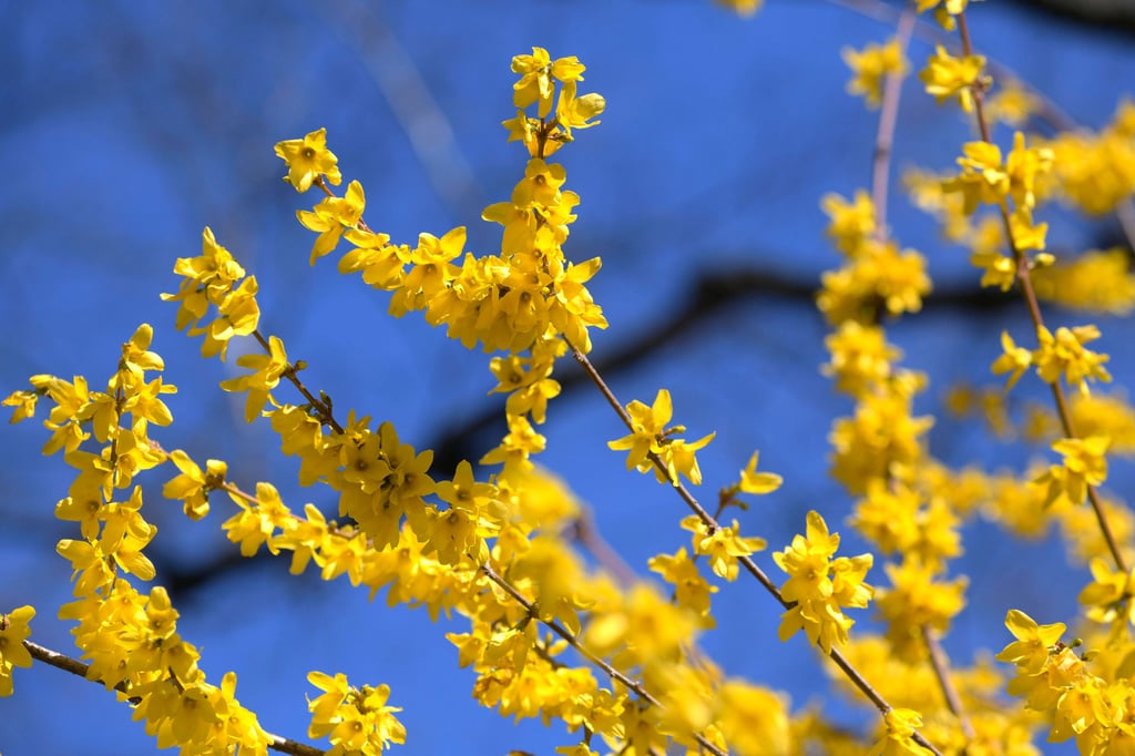 Blauer Himmel und Sonnenschein: So wird das Wetter in Sachsen-Anhalt am Wochenende.