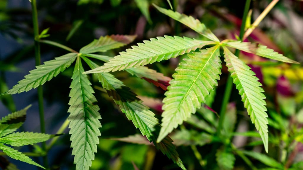 31 Cannabis-Pflanzen wurden auf dem Grundstück des Angeklagten gefunden (Symbolbild).
