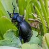 Der Schwarzblaue Ölkäfer ist interessant zu beobachten, anfassen sollte man das giftige Insekt aber auf keinen Fall.