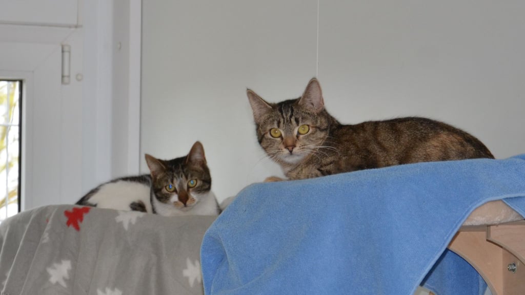 Neben Hunden warten mehrere Katzen im Zerbster Tierheim auf eine Vermittlung.