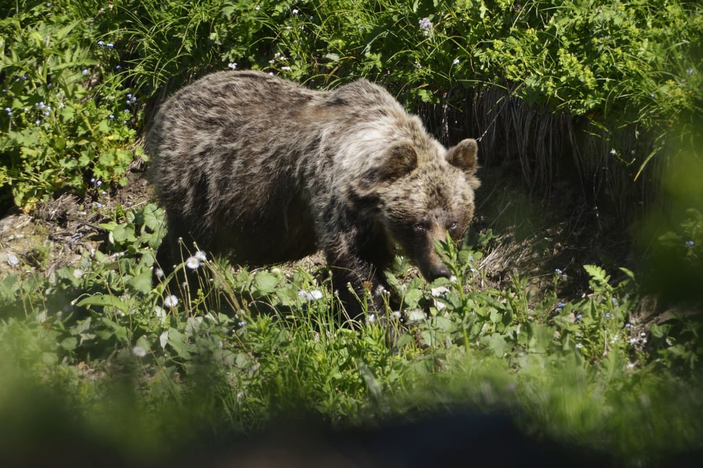 Ein Braunbär ist im Tal Zadné Meďodoly in Tatranská Javorina unterwegs. In Europa leben rund 17.000 Braunbären.