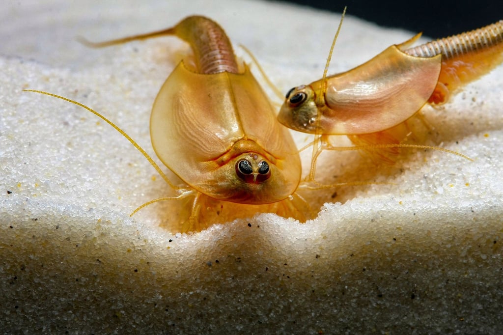 Der amerikanische Schildkrebs „Triops longicaudatus“ ist leicht rosa bis intensiv rot gefärbt.