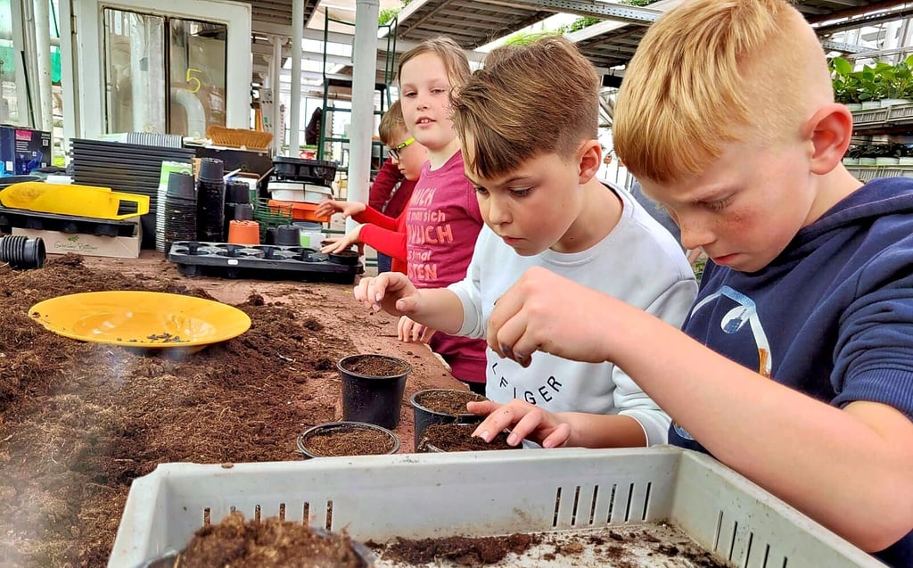 Insgesamt 58 Kinder aus dem Jugendclub Elster und dem Kinderheim Wartenburg haben 1.000 Sonnenblumen gepflanzt.