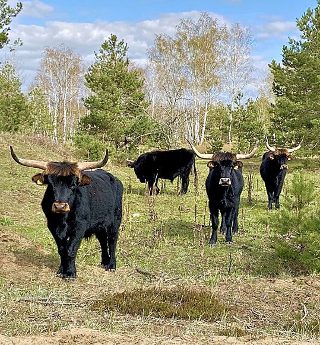 Heckrinderherde in der Oranienbaumer Heide