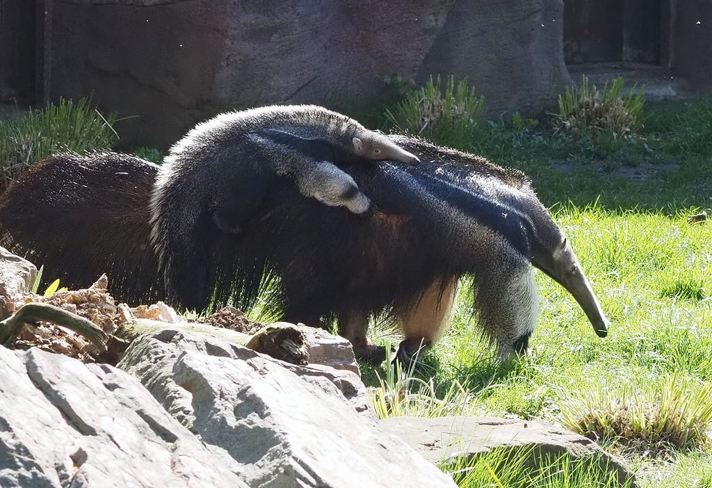 Wie soll das Ameisenbär-Jungtier im Zoo Leipzig heißen?