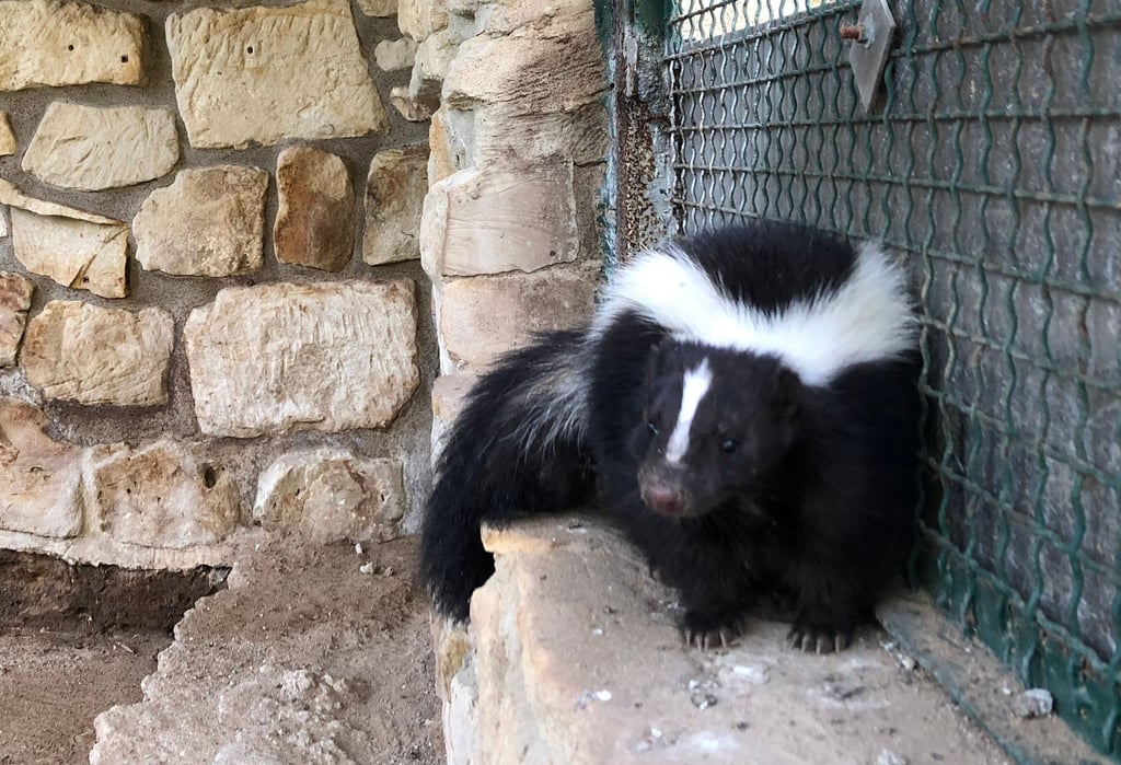 Eins der entlaufenen Stinktiere aus dem Heimatnaturgarten Weißenfels ist wieder sicher im Gehege.