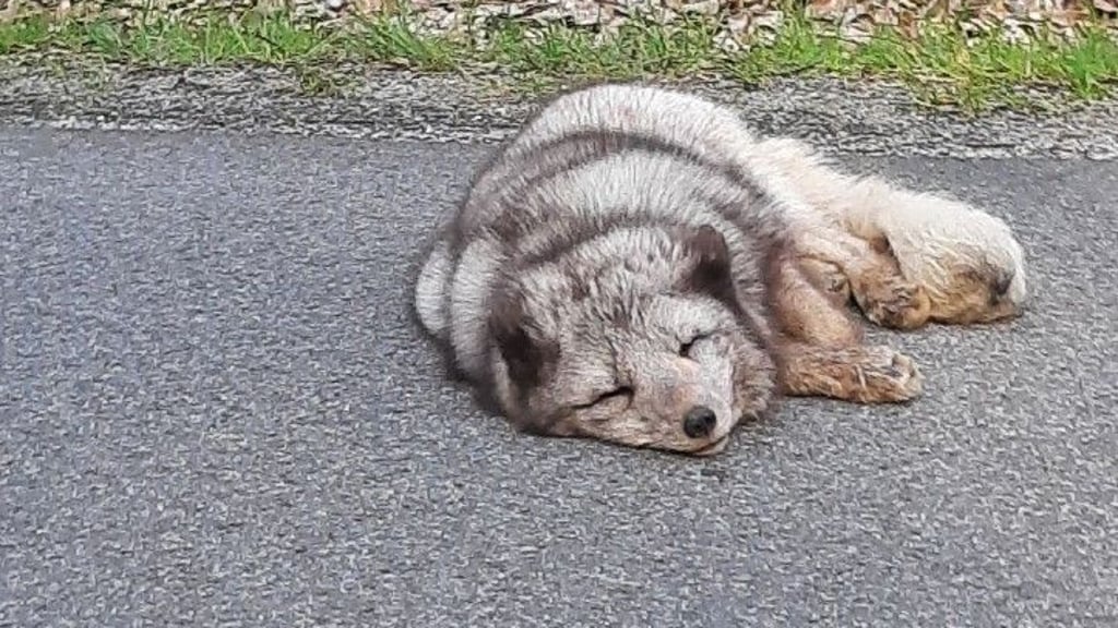 Ein Fuchs hat sich nach Angaben der Polizei in Weißkeißel im Landkreis Görlitz auf die Straße gelegt und ist dort eingeschlafen.