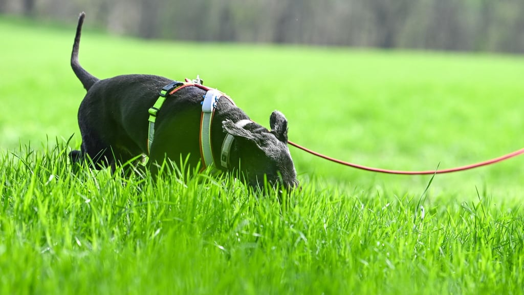 Hund Bonya ist auf Knochensuche in Großwangen.