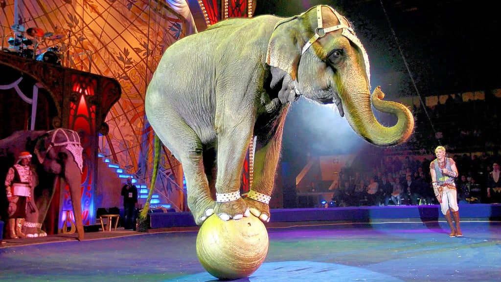 Ein Elefant im Zirkus: Wenn es nach den Linken im Salzwedeler Stadtrat geht, sollten solche Dressuren in Salzwedel nicht mehr zu sehen sein.