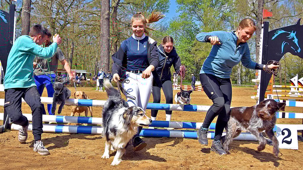 „Horse & Dog Jumping“ ist eine immer beliebter werdende Turnierprüfung, bei der eine harmonische Zusammenarbeit von Pferd, Reiter, Hundeführer und Hund verlangt wird. Vor der eigentlichen Prüfung testen die Vierbeiner mit ihren zweibeinigen Partnern eines der Hindernisse im Calvörder Reitstadion.