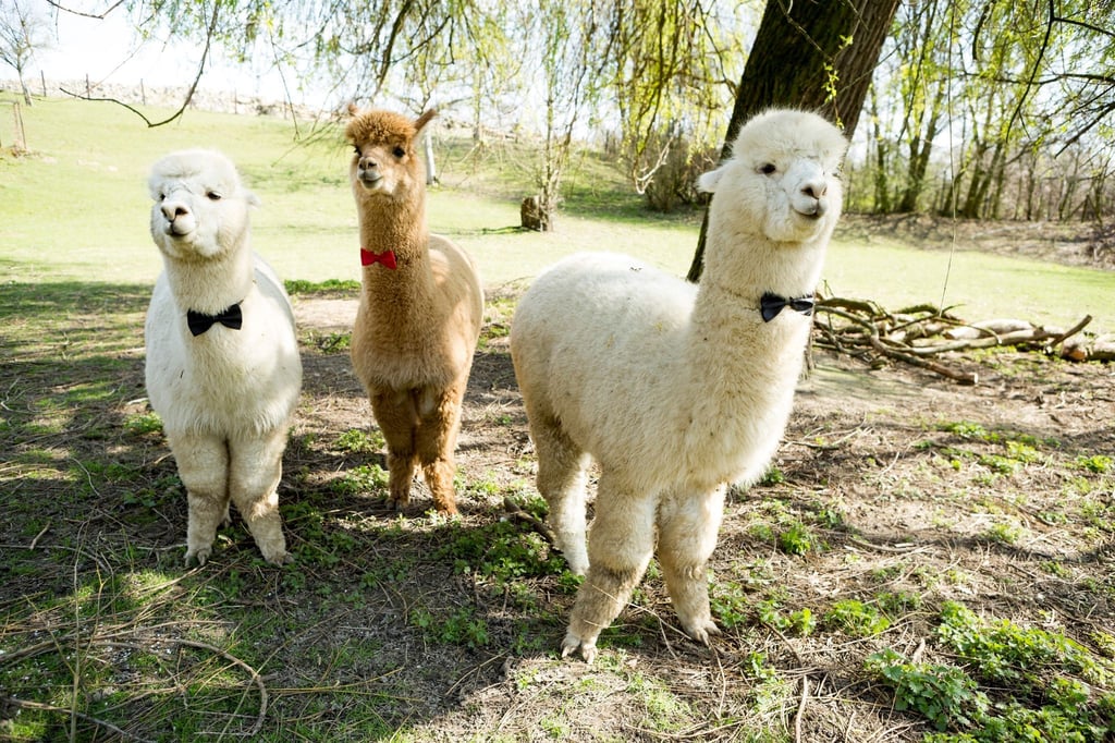 Alpakas sind flauschig - und beliebte Fotomotive für Hochzeitsbilder. Doch auf der Feier selbst sollte man sie besser nicht einplanen.
