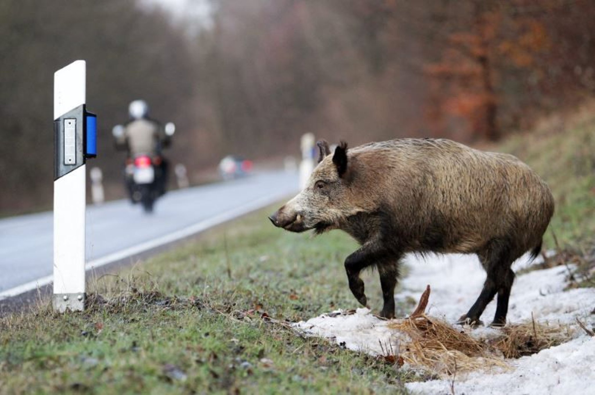 Unfall auf A2 bei Magdeburg: Totes Wildschwein auf der mittleren Fahrspur! Unfall auf A2 bei Magdeburg: Totes Wildschwein auf der mittleren Fahrspur!