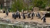 Am Welt-Pinguin-Tag stehen die Brillenpinguine des Magdeburger Zoos ganz im Fokus. Die 24 Tiere sind gleich aus mehreren Gründen ganz anders als ihre Artgenossen vom Südpol.&nbsp;