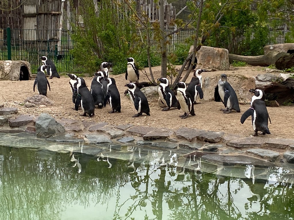 Am Welt-Pinguin-Tag stehen die Brillenpinguine des Magdeburger Zoos ganz im Fokus. Die 24 Tiere sind gleich aus mehreren Gründen ganz anders als ihre Artgenossen vom Südpol.