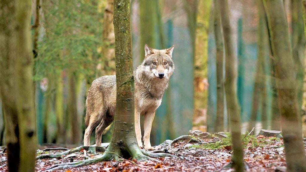 Der Wolf ist wieder in Mansfeld-Südharz heimisch.