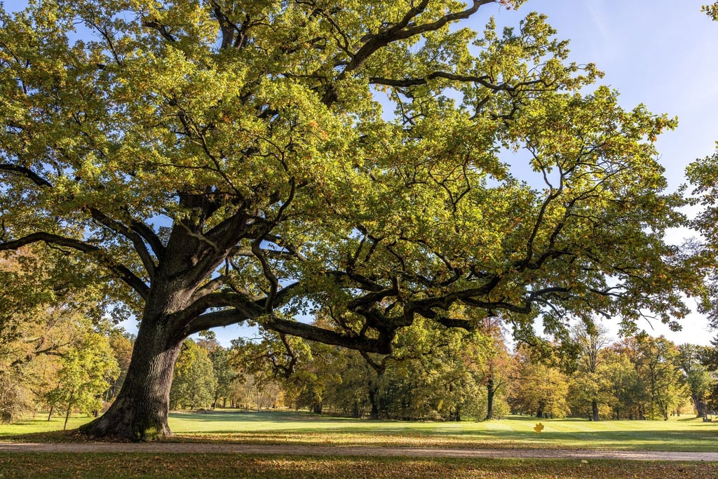 Bäume machen unsere Städte lebenswerter. Baum- oder Gießpatenschaften helfen, sie zu erhalten.