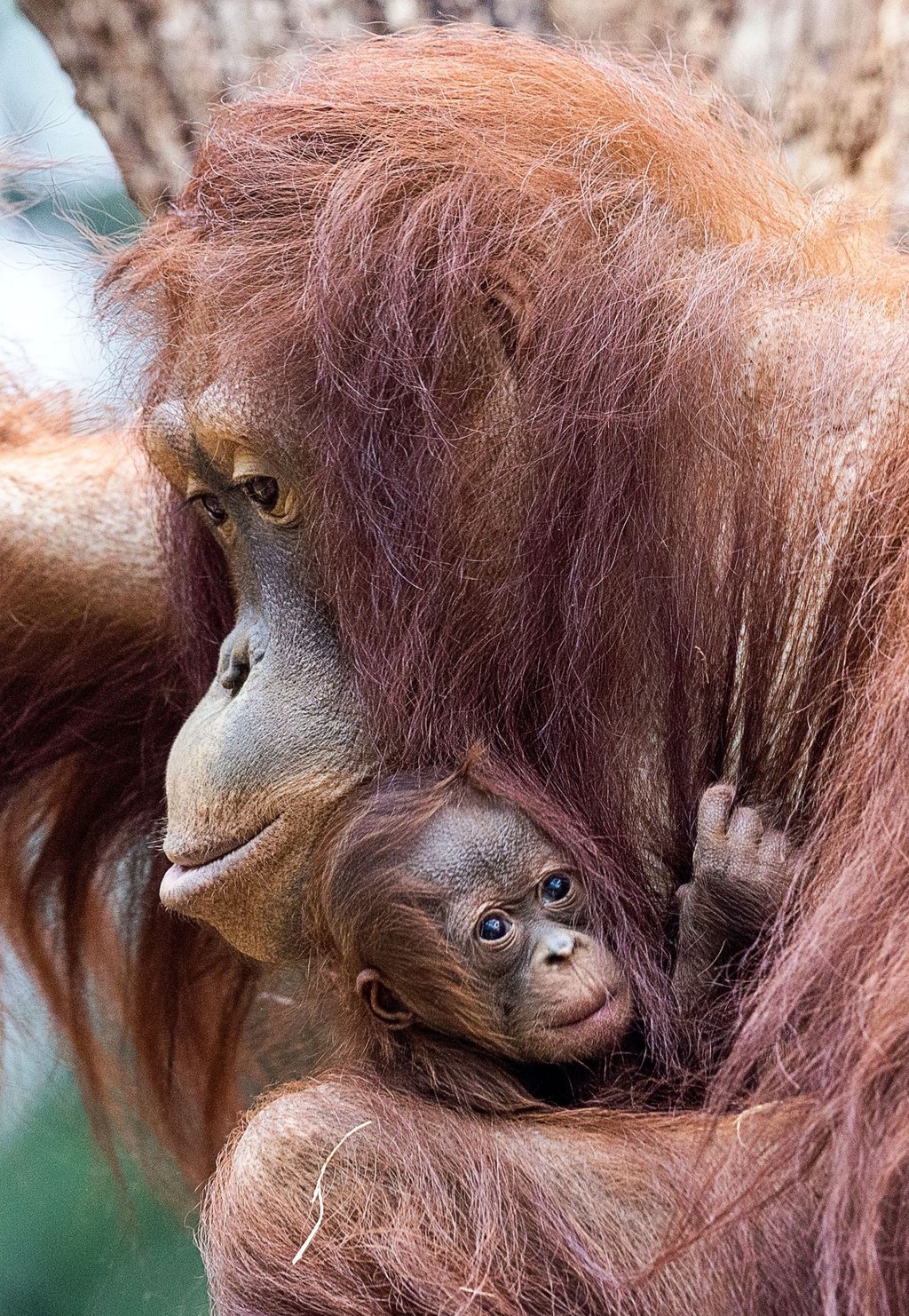 Das elfjährige Orang-Utan-Weibchen Cantik passt gut auf ihren Nachwuchs auf.