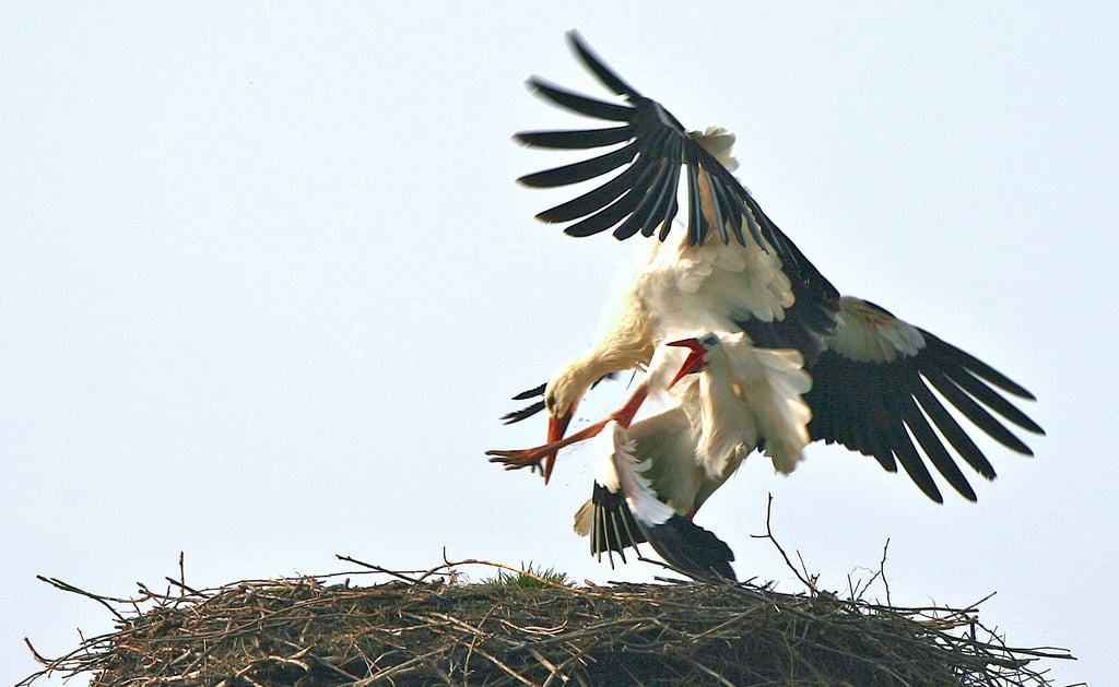 Mehr Störche als Horste: In den vergangenen Tagen ist es vermehrt zu Storchenkämpfen um bereits besetzte Nester gekommen.
