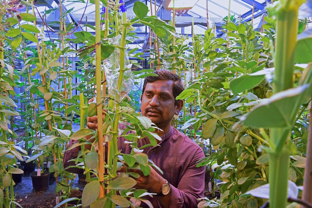 Murukarthick Jayakodi im Gewächshaus am Leibniz-Institut für Pflanzengenetik und Kulturpflanzenforschung in Gatersleben