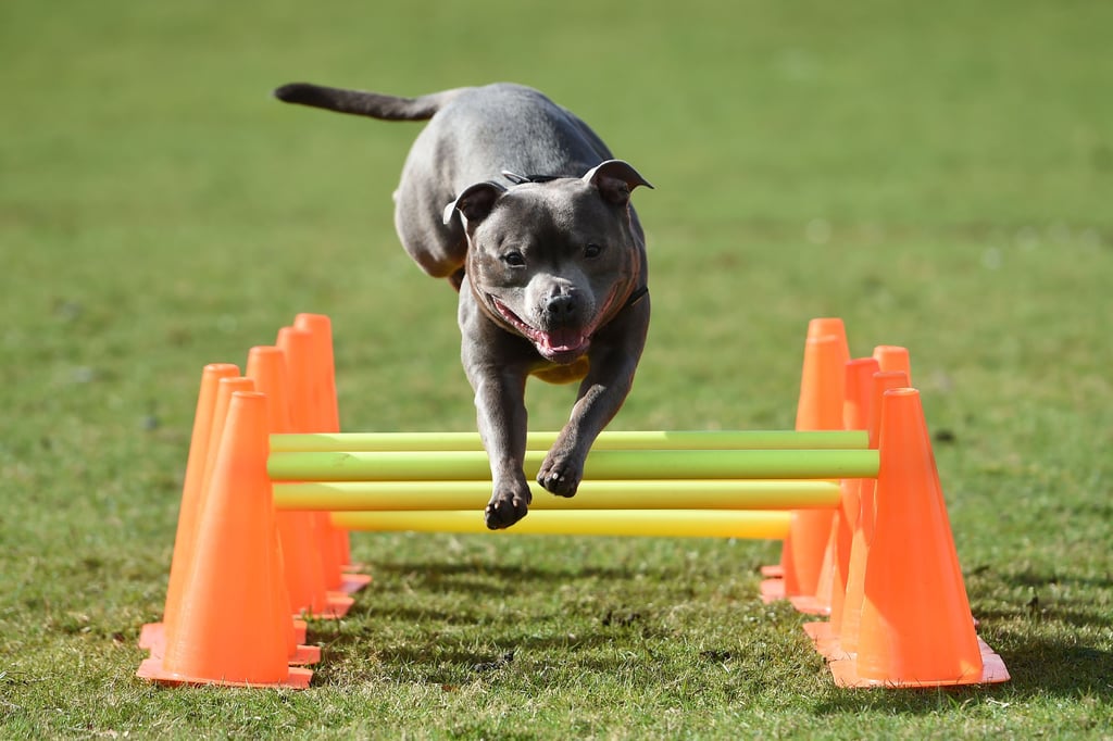 In Harsleben gelten nun neue Steuersätze für Hunde. Listenhunde - wie hier im Bild der als Listenhund geführte Staffordshire Bullterrier - kosten jährlich 500 Euro.