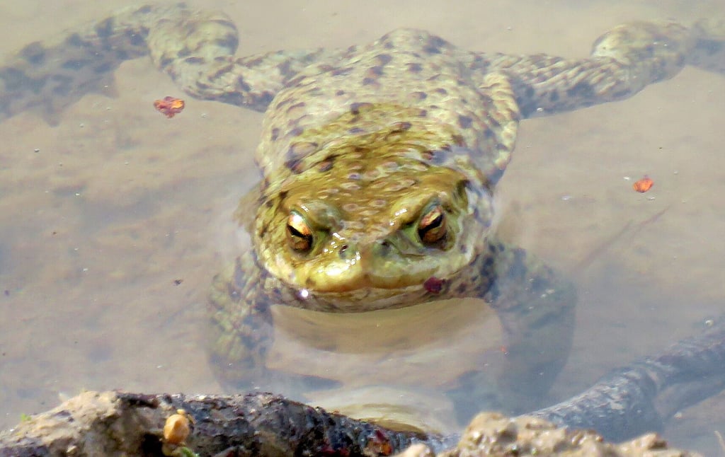Rekordtempo auch hier: Die ersten Kröten und Frösche und sogar Molche haben das Laichhabitat längst in Beschlag genommen.
