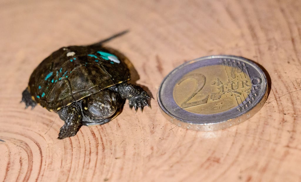 Eine junge Europäische Sumpfschildkröte liegt im Sea Life zum Größenvergleich neben einer Zwei-Euro-Münze.