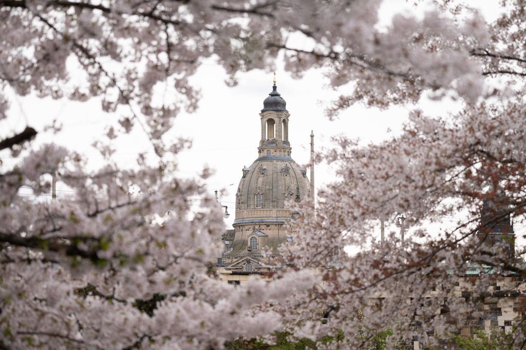 Eine blühende Zierkirsche vor der Kulisse der Frauenkirche.