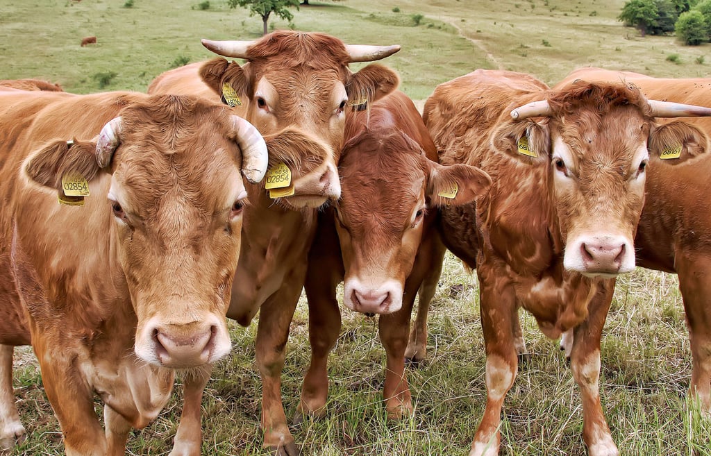 Landwirtschaft ist im Biosphärenreservat nicht eingeschränkt, sondern erwünscht.