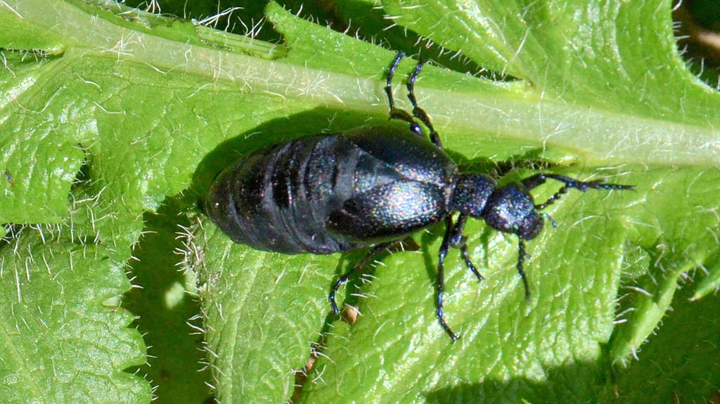 Ein Schwarzblauer Ölkäfer auf einem Blatt.