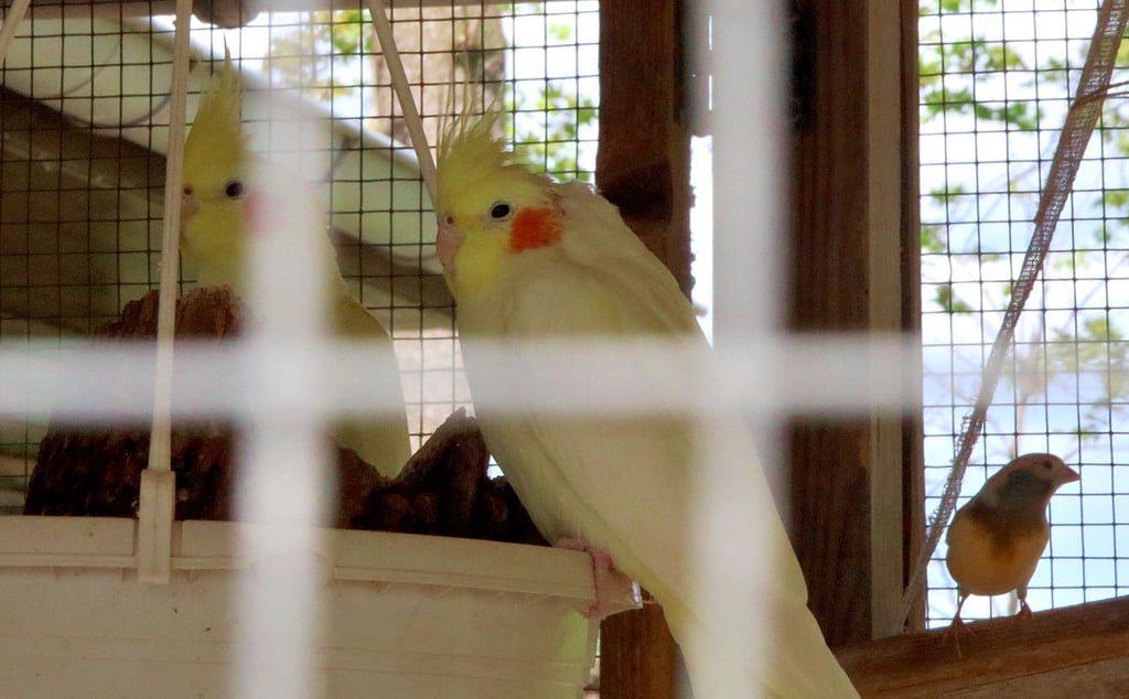 Vögel stellen die größte Gruppe von Tieren im Tiergehege in Calbe. Die Stadt will nach dem Beschluss des Stadtrates sich nun von den Tieren in Zukunft trennen.